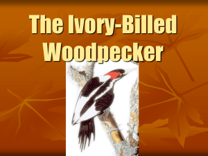 The Ivory-Billed Woodpecker