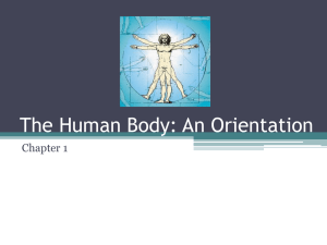 Terminology and Body Planes Powerpoint
