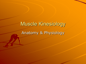 Muscle Kinesiology