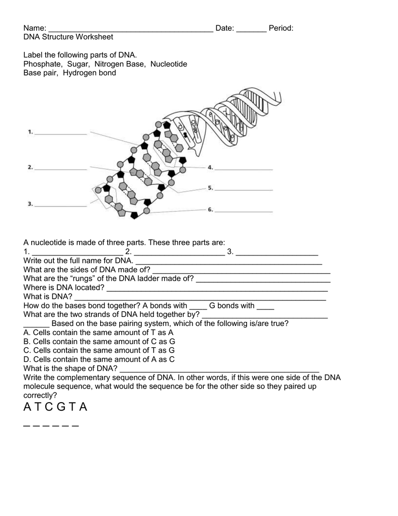 Dna Structure And Replication Worksheet