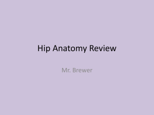 Hip Anatomy Review