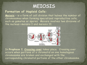 meiosis - newmanr