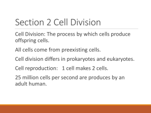 Section 2 Cell Division PP