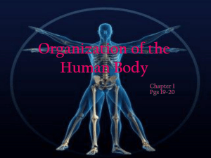 Organization of the Body - Mrs. Sanborn's Science Class