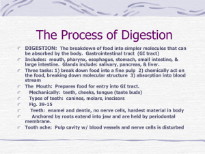 The Process of Digestion