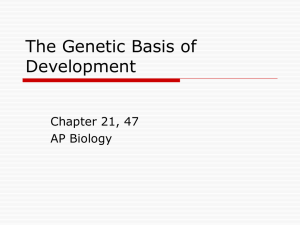 The Genetic Basis of Development - Bremen High School District 228