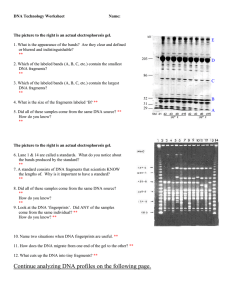 DNA Profiles & Fingerprinting Worksheet