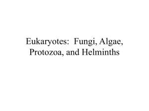 Eukaryotes: Fungi, Algae, Protozoa, and Helminths