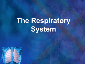 The Respiratory System What is the Respiratory System?