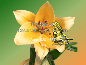 Chapter 19: Respiration & Excretion