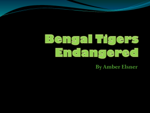 Bengal Tigers Endangered