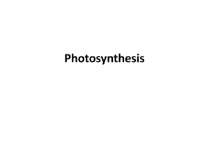 Photosynthesis and Cellular Respiration - Willimon-PHS