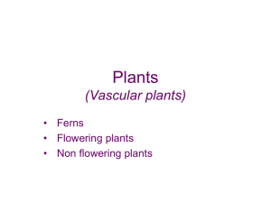 Vascular plants