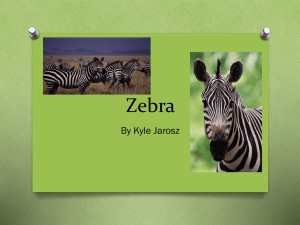zebra by kyle