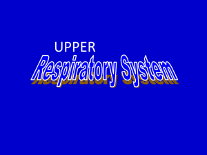 Notes: Upper Respiratory System