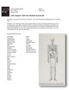 A&P chapters 7&8: the Skeletal System lab