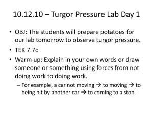 Turgor Pressure Lab Day 1