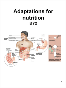 Adaptations for nutrition