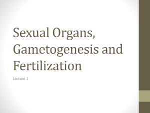 Reproductive organs, gametogenesis, fertilization (for email)