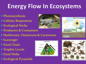 Energy Flow in Ecosystems PowerPoint