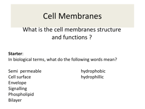 Cell Membranes - Rights4Bacteria