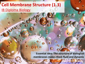 Topic 1.3 (Membrane Structure)