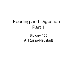 Feeding and Digestion - Cal State LA