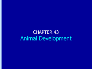 Chapter 43: Animal Development