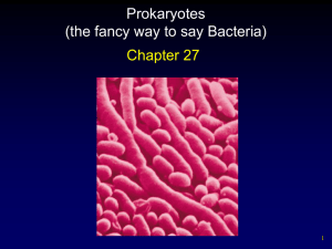 Prokaryotes PowerPoint