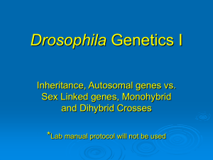 Drosophila - s3.amazonaws.com