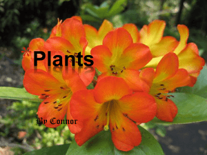 Plant power - ConnorCattermoul