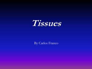 Connective Tissues - Mrs. Sundeen's Anatomy