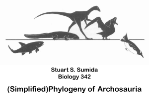 Archosauria Phylogeny Powerpoint