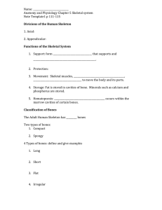 Skeletal sys note template 1