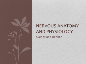 Nervous Anatomy and Physiology