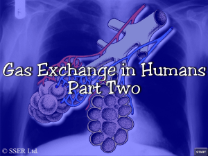 Human Gas Exchange 2 File