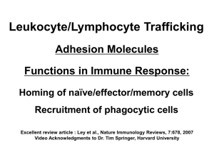 Leukocytes and Lymphocyte Trafficking