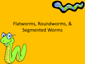 Flatworms, Roundworms, & Segmented Worms
