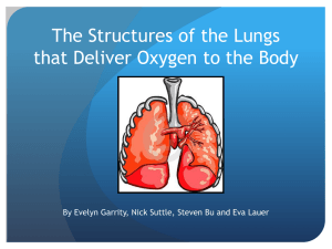 The Structures of the Lungs that Deliver Oxygen to the