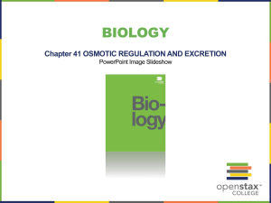 Chapter 41: Osmotic Regulation and Excretion