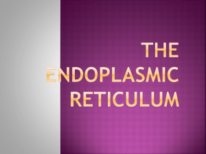 Endoplasmic reticulum Lect. 8