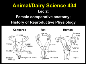Comparative female anatomy, historical perspectives