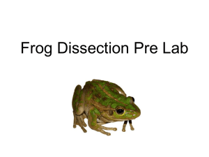 Frog Dissection Pre Lab