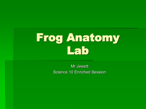 Frog Anatomy Lab