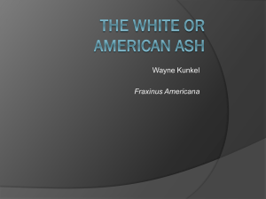 The White or american ash Fraxinus americana