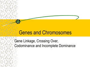 Genes and Chromosomes ppt