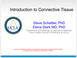 Connective Tissue - David Geffen School of Medicine at UCLA