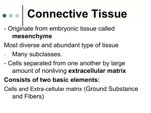 Supportive Connective Tissue