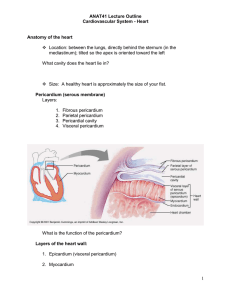 ANAT41 Lecture Outline Cardiovascular System