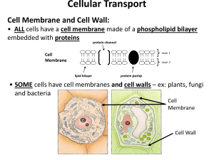 Cell Transport Notes